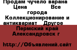 Продам чучело варана › Цена ­ 15 000 - Все города Коллекционирование и антиквариат » Другое   . Пермский край,Александровск г.
